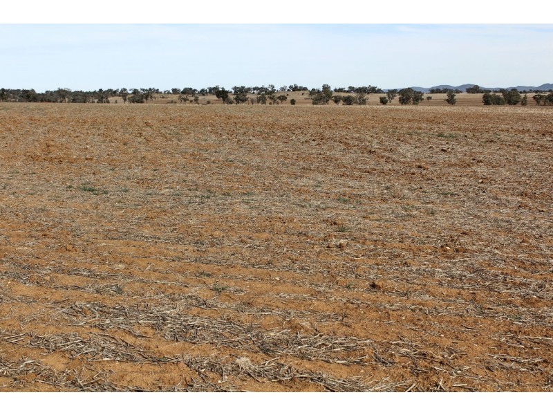 “Woodcourte”, Warialda NSW 2402