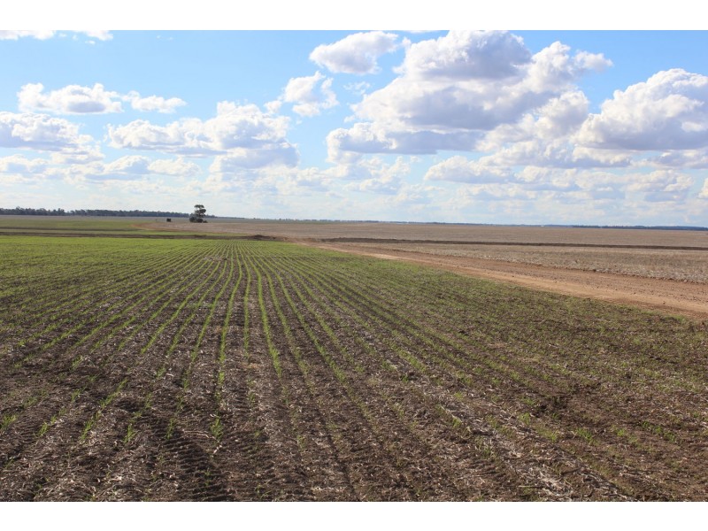 Buckie Station Aggregation, Moree NSW 2400