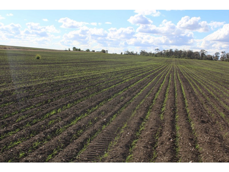 Buckie Station Aggregation, Moree NSW 2400