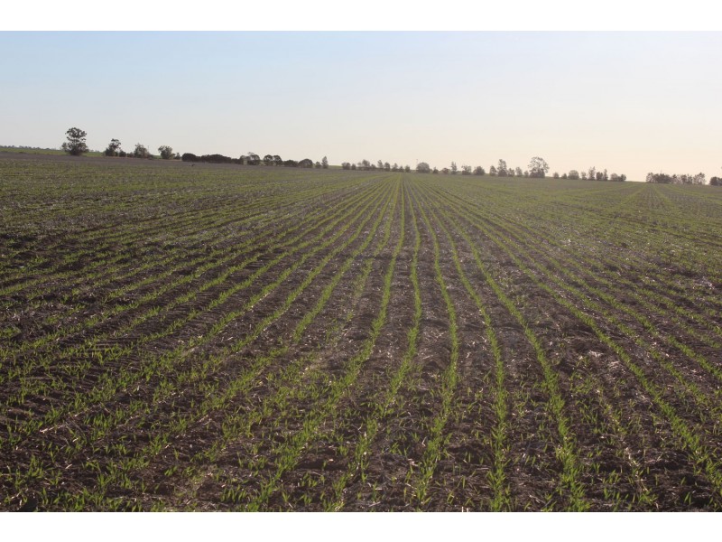 Buckie Station Aggregation, Moree NSW 2400