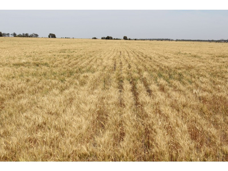 “Buckie”, Croppa Creek NSW 2411