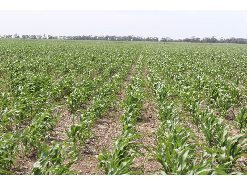 “Buckie”, Croppa Creek NSW 2411