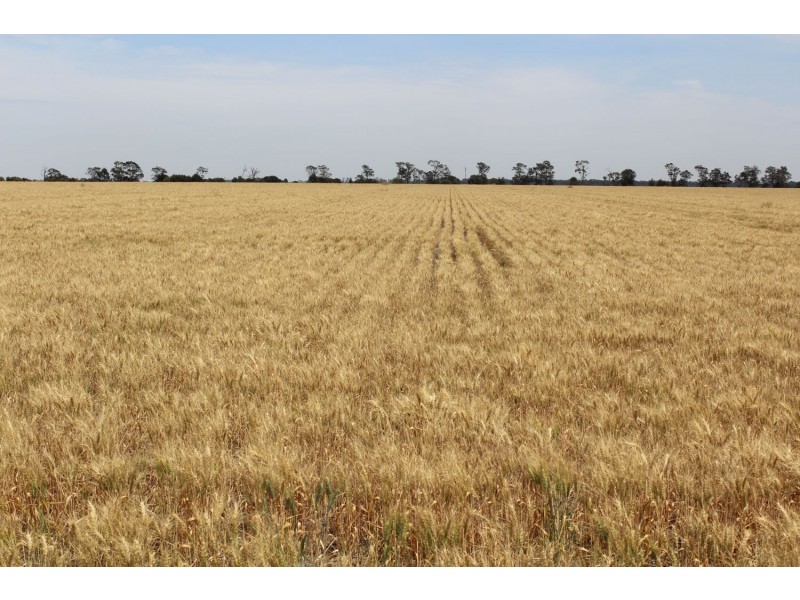 “Buckie”, Croppa Creek NSW 2411