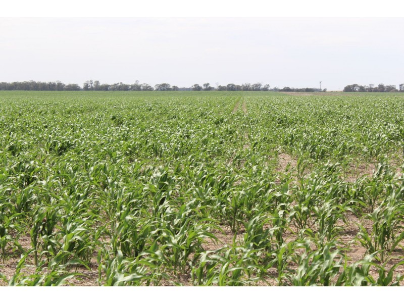 “Buckie”, Croppa Creek NSW 2411