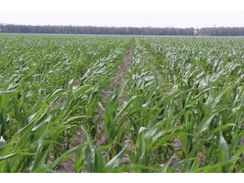 “Buckie”, Croppa Creek NSW 2411