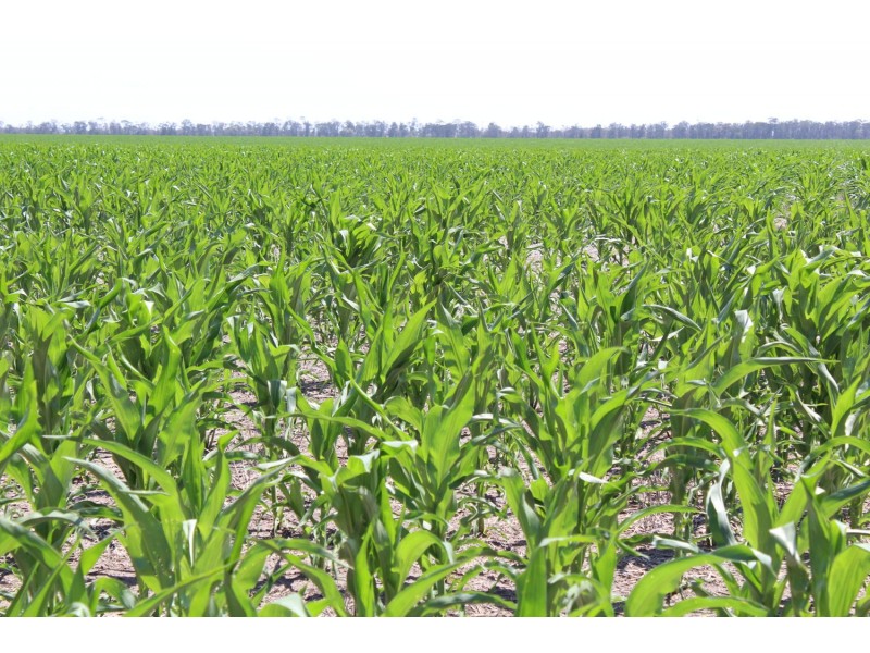 “Buckie”, Croppa Creek NSW 2411