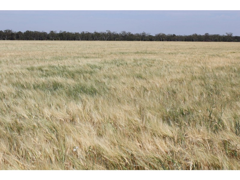 “Colarado”, Croppa Creek NSW 2411