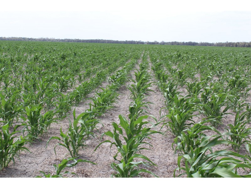 “Erralee”, Croppa Creek NSW 2411