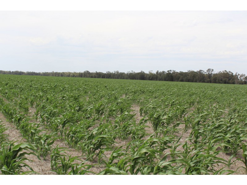 “Erralee”, Croppa Creek NSW 2411