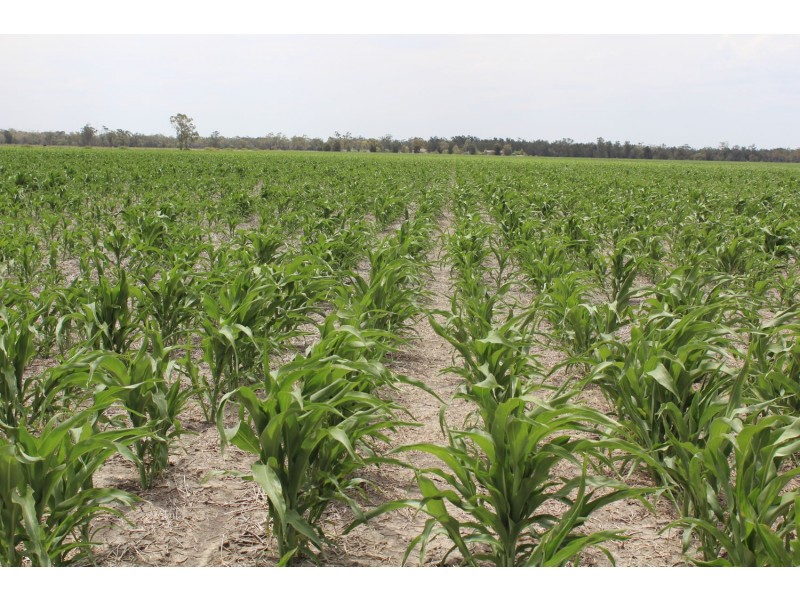 “Erralee”, Croppa Creek NSW 2411