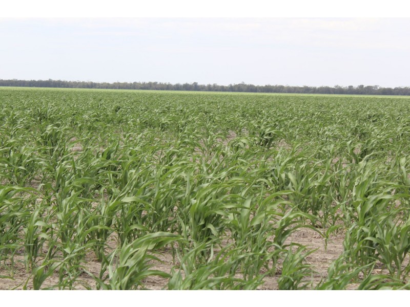 “Erralee”, Croppa Creek NSW 2411