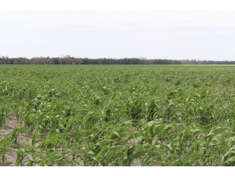 “Erralee”, Croppa Creek NSW 2411