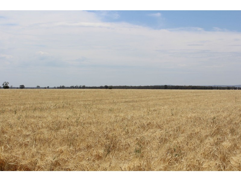 “Allendale”, Croppa Creek NSW 2411