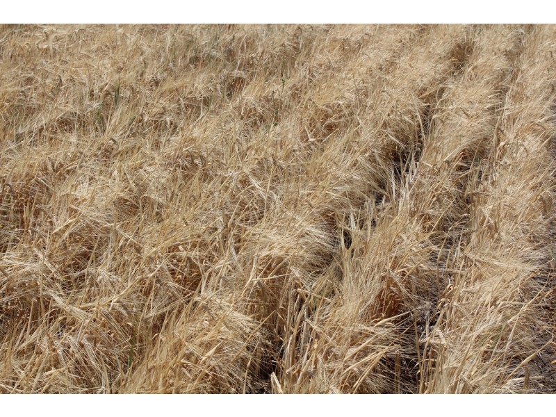 “Elgin”,, Croppa Creek NSW 2411