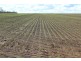 “Lima”, Moree NSW 2400