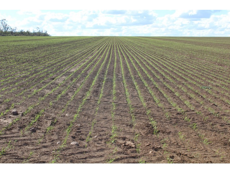 “Lima”, Moree NSW 2400