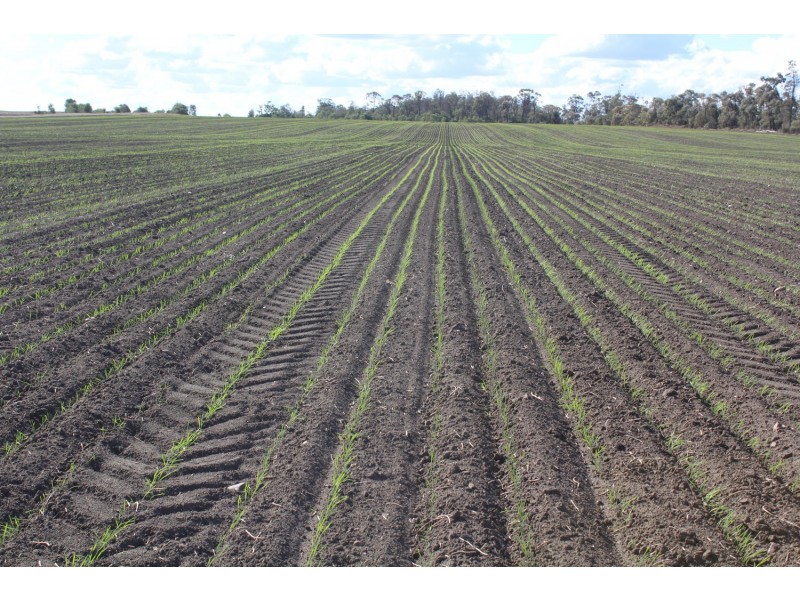 “Lima”, Moree NSW 2400