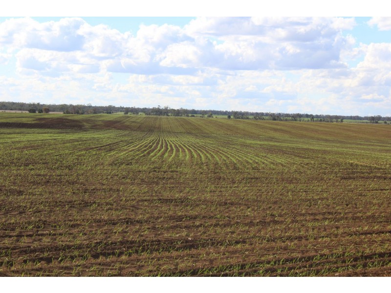 “Lima”, Moree NSW 2400