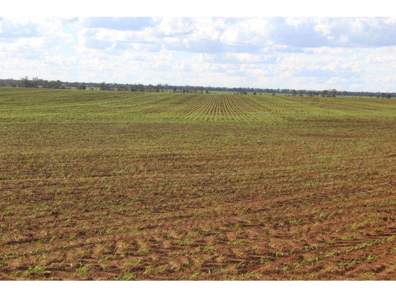 “Lima”, Moree NSW 2400