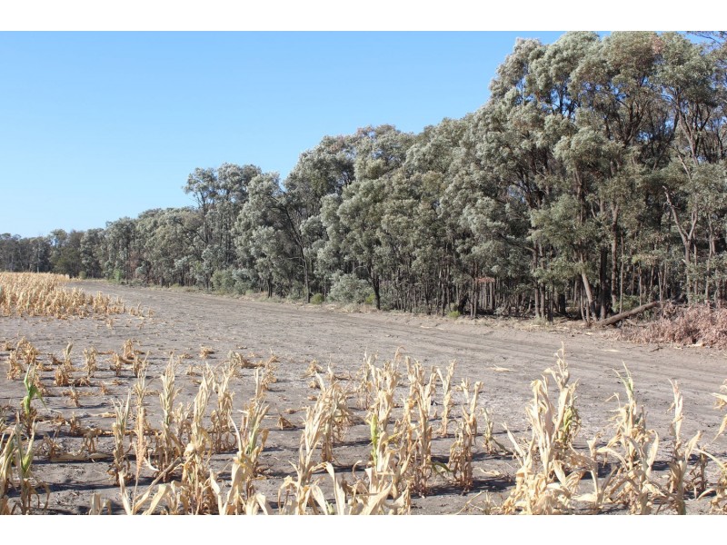 “Strathdoon”, Croppa Creek NSW 2411