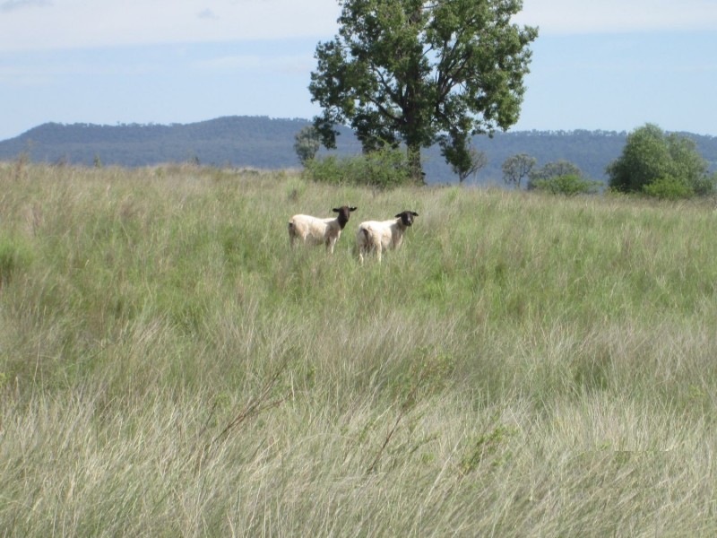 “Esmadale”, Warialda NSW 2402