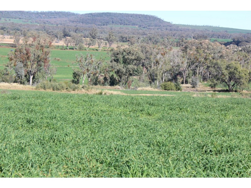 Arcadia, Bellata NSW 2397