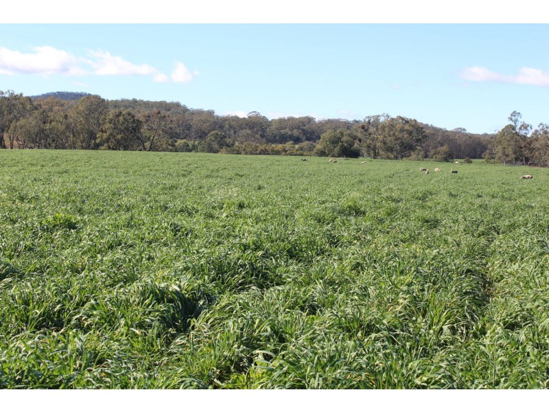 Arcadia, Bellata NSW 2397