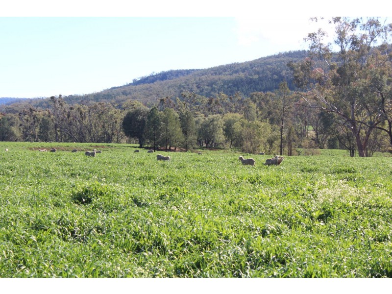 Arcadia, Bellata NSW 2397