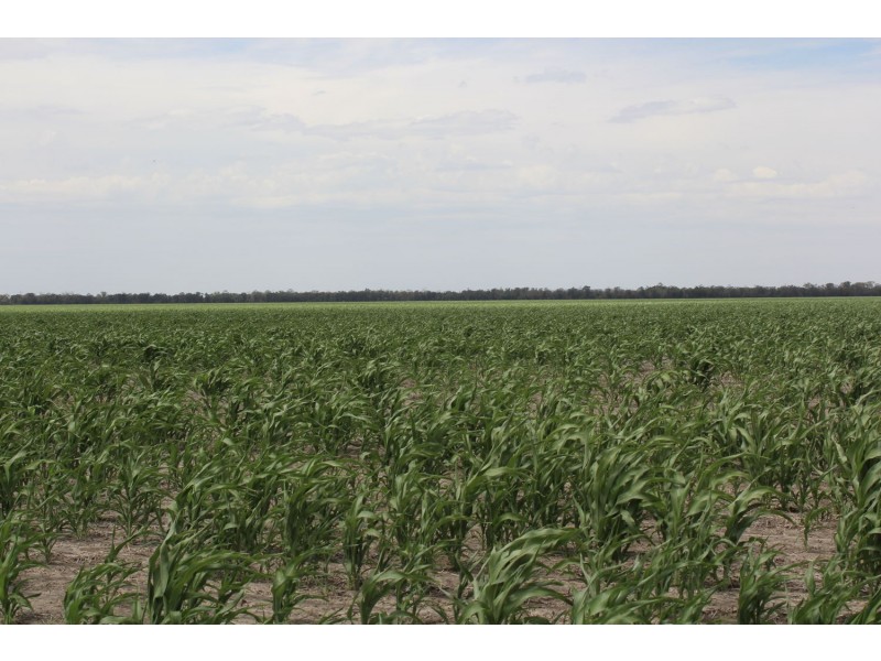 “Eralee” Croppa Creek, Moree NSW 2400