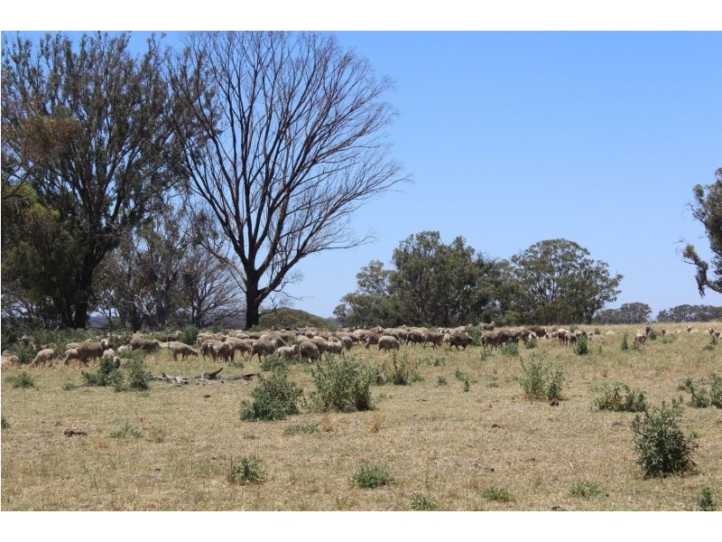 “Ramah”, Guyra NSW 2365
