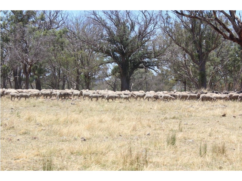 “Ramah”, Guyra NSW 2365