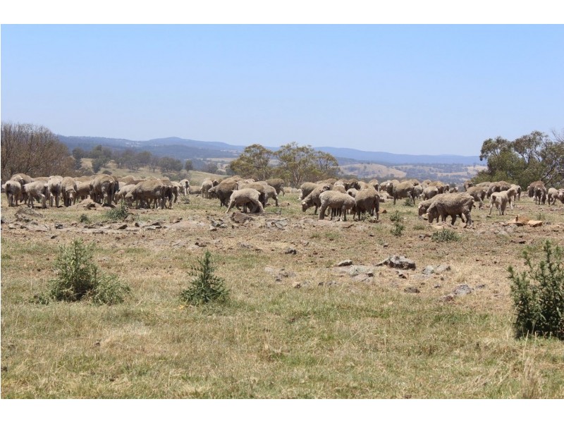 “Ramah”, Guyra NSW 2365