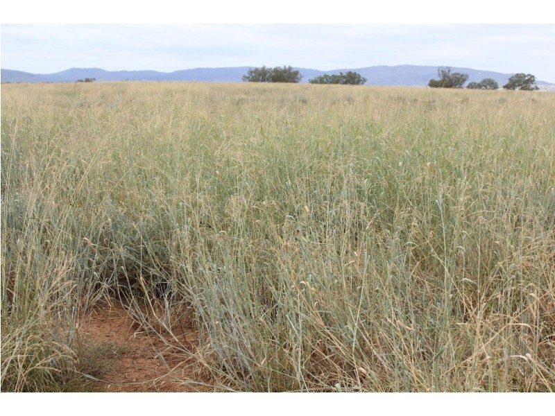 “Horton Valley” Aggregation, Upper Horton NSW 2347