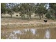 “Geebung” Gwydir Highway, Gravesend NSW 2401