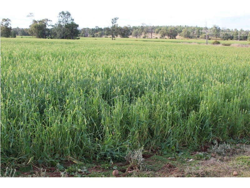 “Geebung” Gwydir Highway, Gravesend NSW 2401