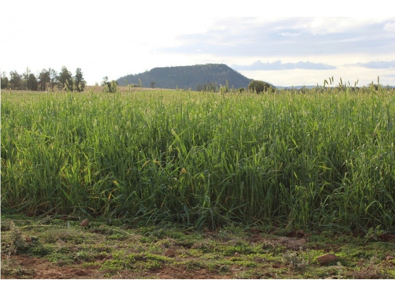 “Geebung” Gwydir Highway, Gravesend NSW 2401