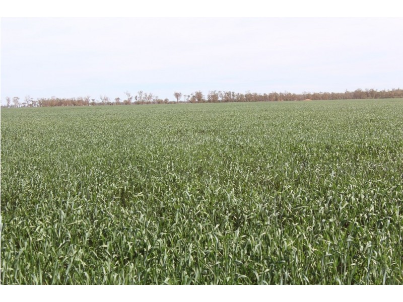 “Challoner Park” Tambingey Road, Hebel QLD 4486