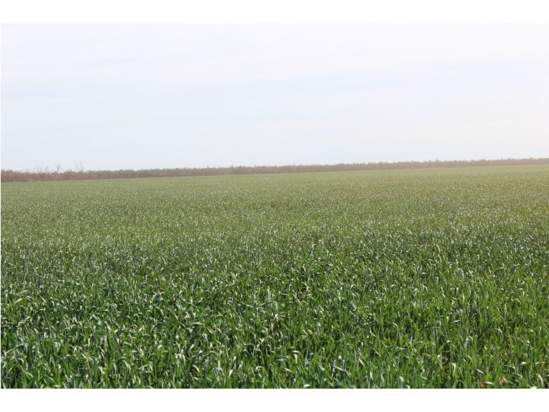 “Challoner Park” Tambingey Road, Hebel QLD 4486