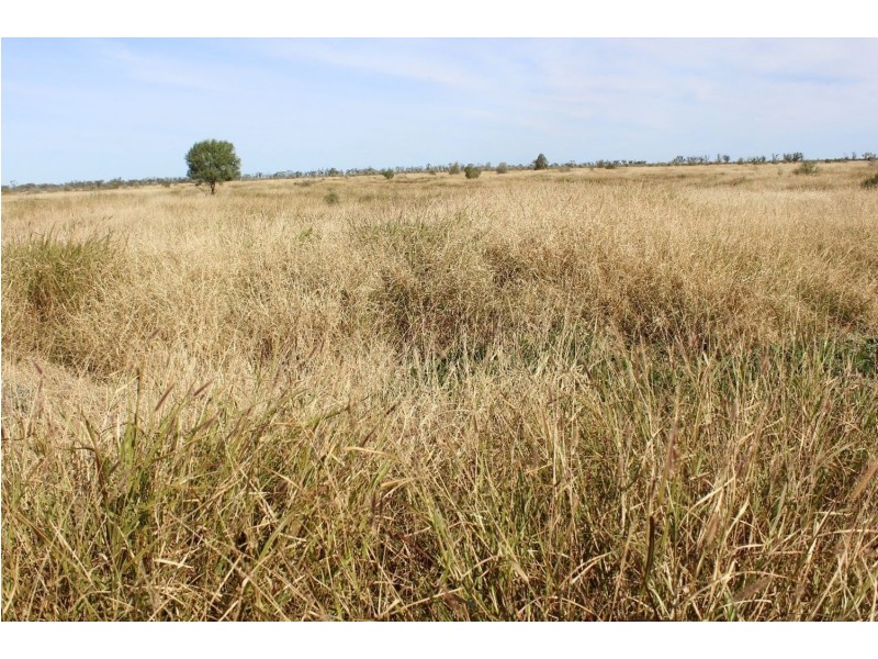 “Challoner Park” Tambingey Road, Hebel QLD 4486