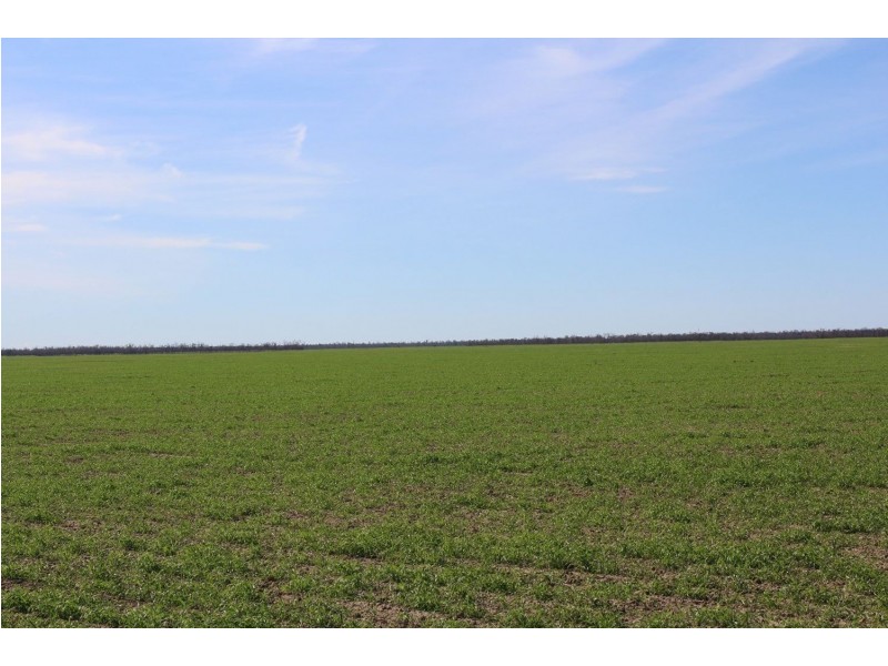 “Challoner Park” Tambingey Road, Hebel QLD 4486