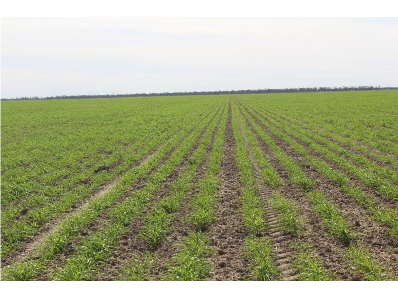 “Challoner Park” Tambingey Road, Hebel QLD 4486