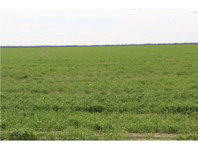 “Challoner Park” Tambingey Road, Hebel QLD 4486