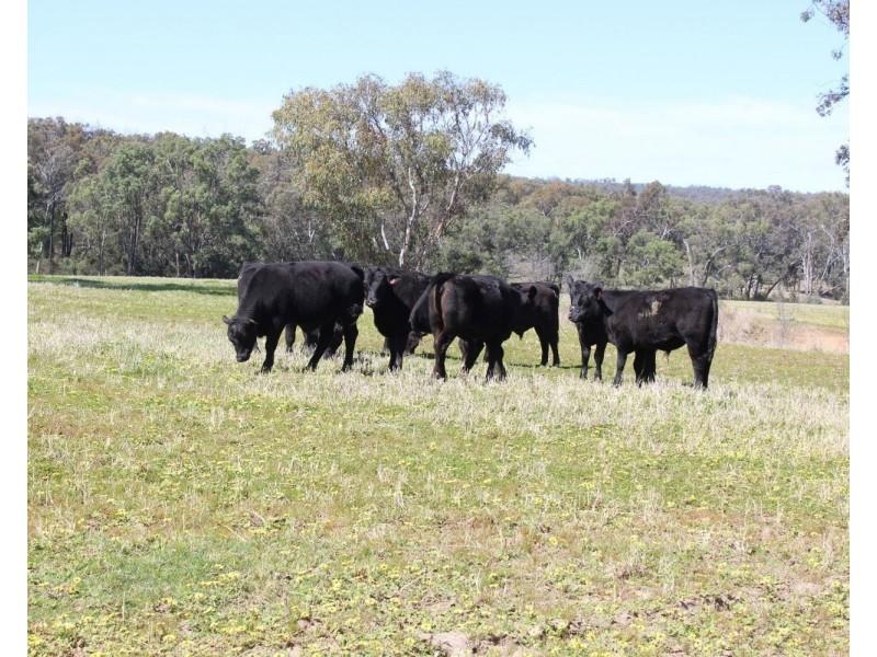 1550 Adams Scrub Rd, Delungra NSW 2403