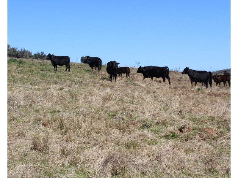 1550 Adams Scrub Rd, Delungra NSW 2403