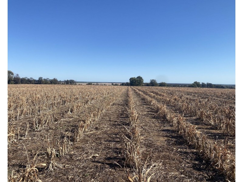 1297 Romaka Road, Biniguy NSW 2399