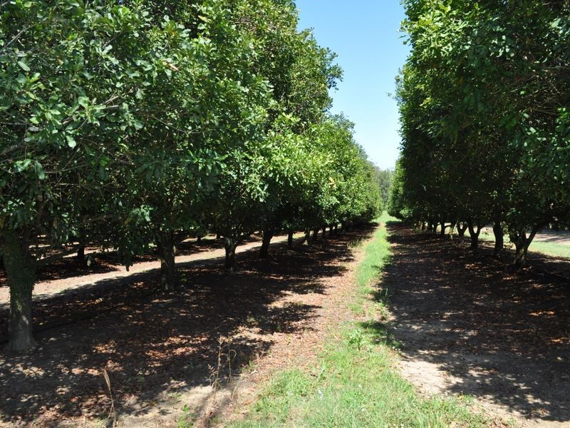 534 Kathleen Drive, Dirty Creek NSW 2460