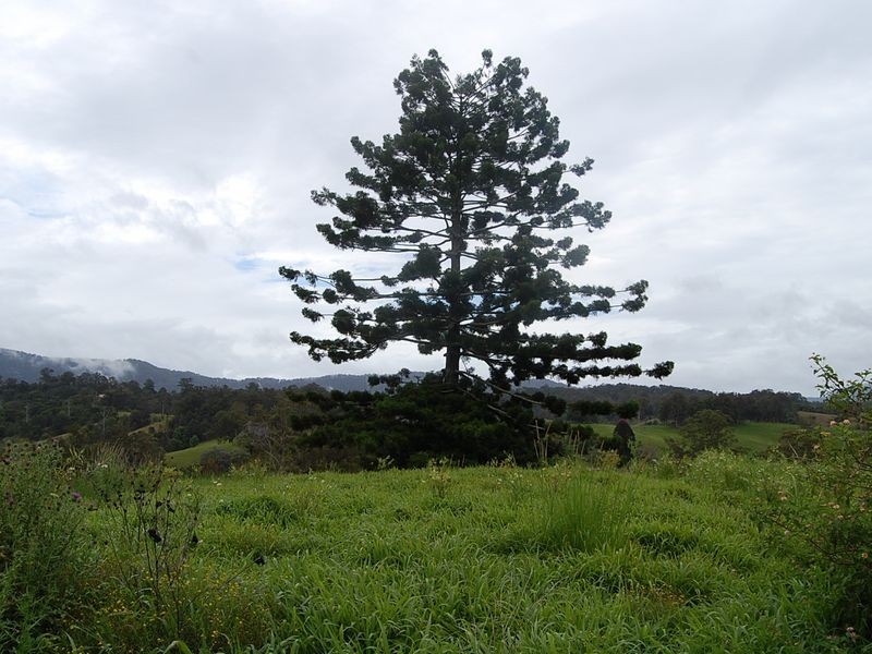 889 Bucckrabendinni Road, Macksville NSW 2447