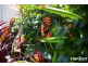 6 Sonoran Street, Rural View QLD 4740