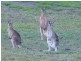 120 Sanctuary Hills Rd, Takura QLD 4655
