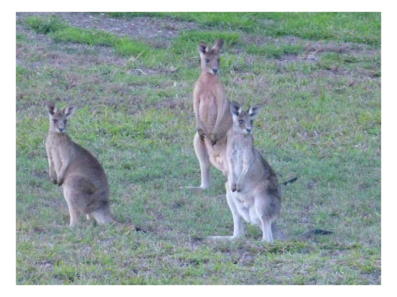 120 Sanctuary Hills Rd, Takura QLD 4655
